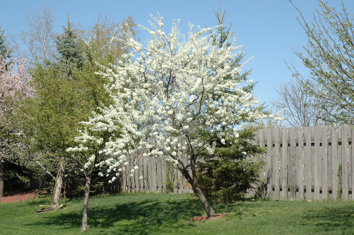 Alderman Plum Tree (PRUNUS FRUIT-X. ALDERMAN) - 3 gallon 36" TREE