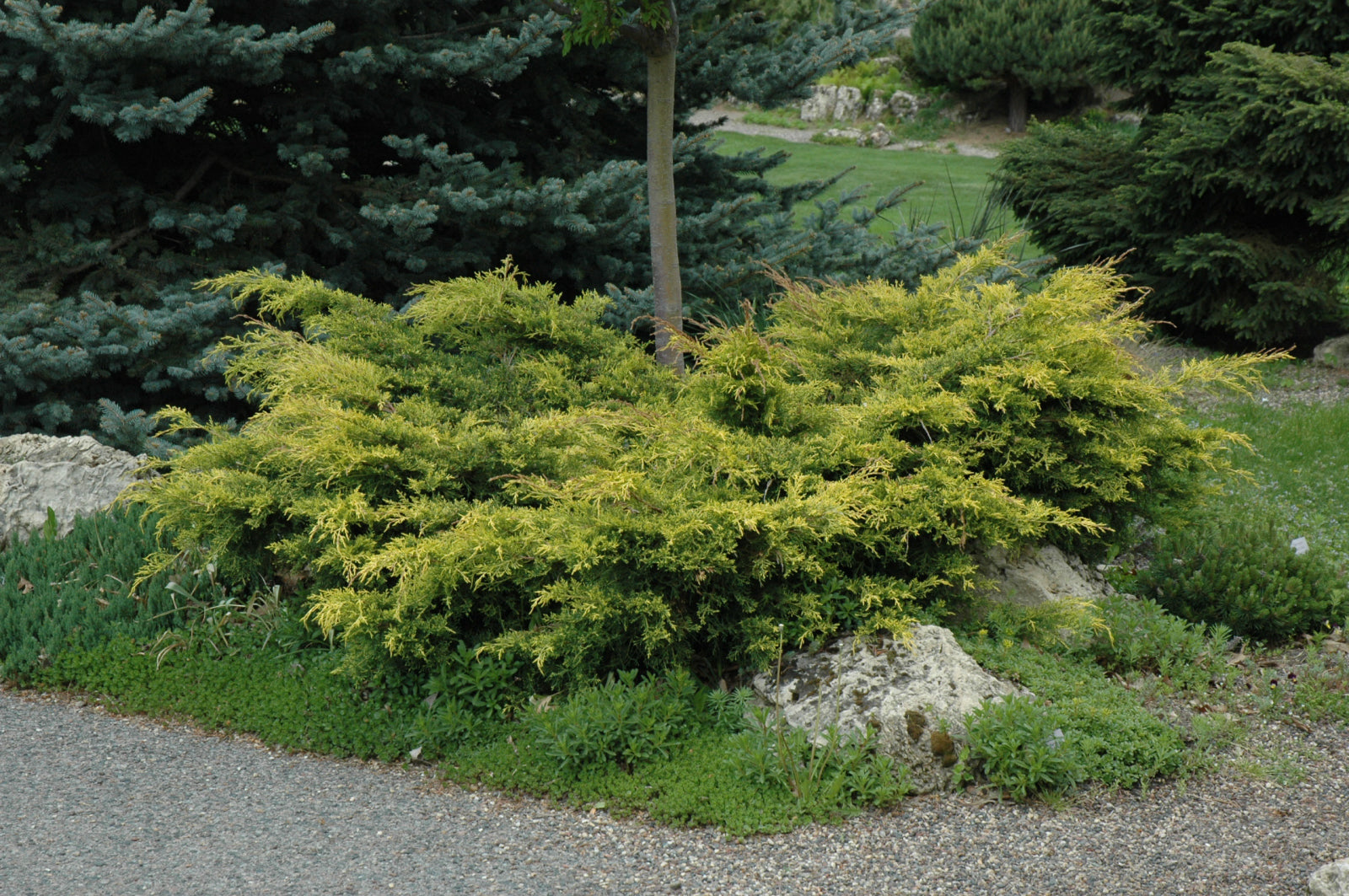 Old Gold Juniper (Juniperus chinensis &