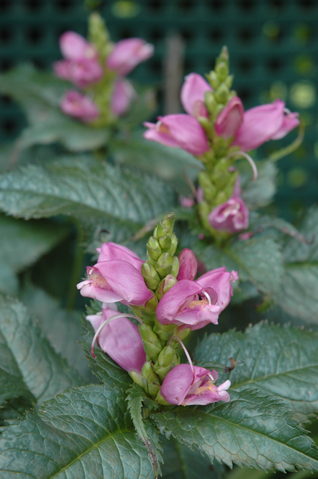 Hot Lips Turtlehead (Chelone lyonii &