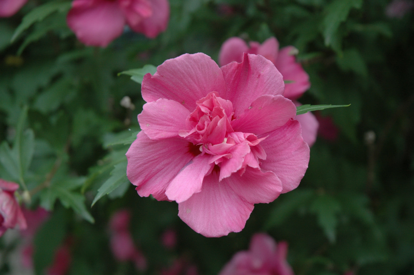 Lucy Rose of Sharon (Hibiscus syriacus &