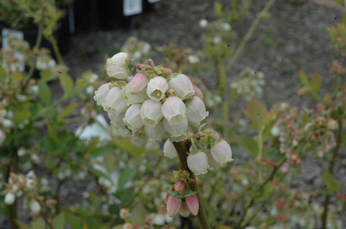 Duke Highbush Blueberry (Vaccinium corymbosum &
