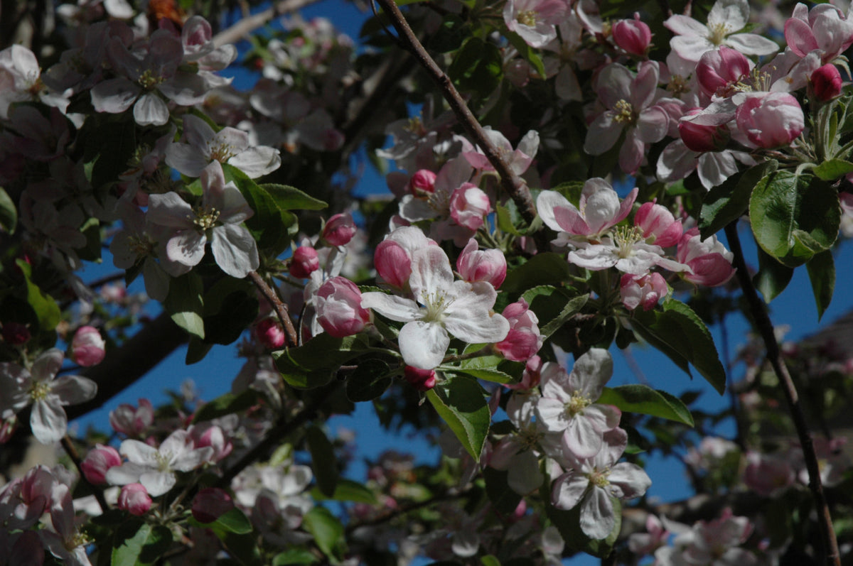 Ambrosia Apple (Malus &