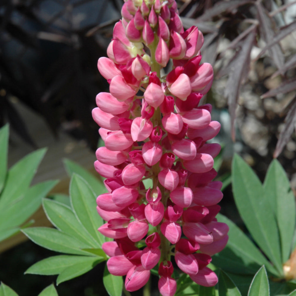 Lupine Gallery Red