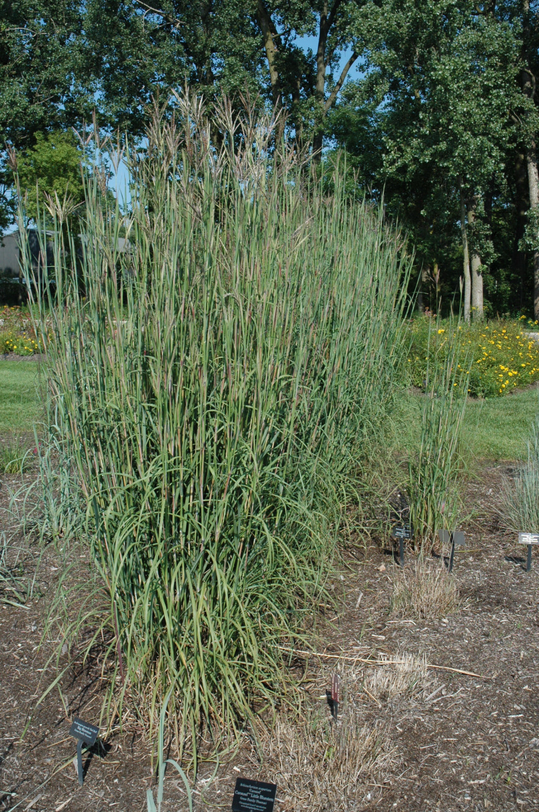 Big Bluestem Grass (Andropogon gerardii &