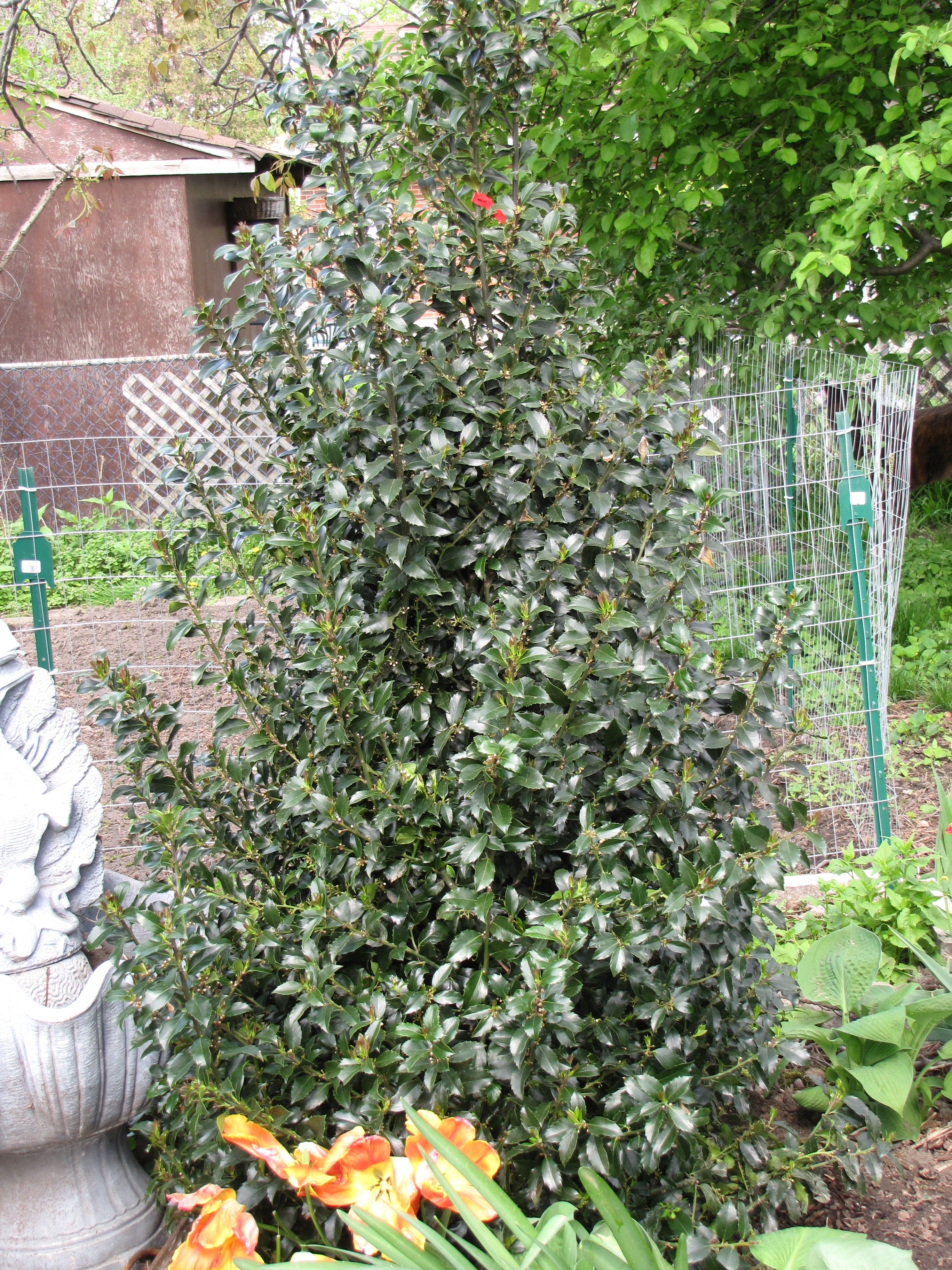 Blue Maid™ Meserve Holly (Ilex x meserveae &