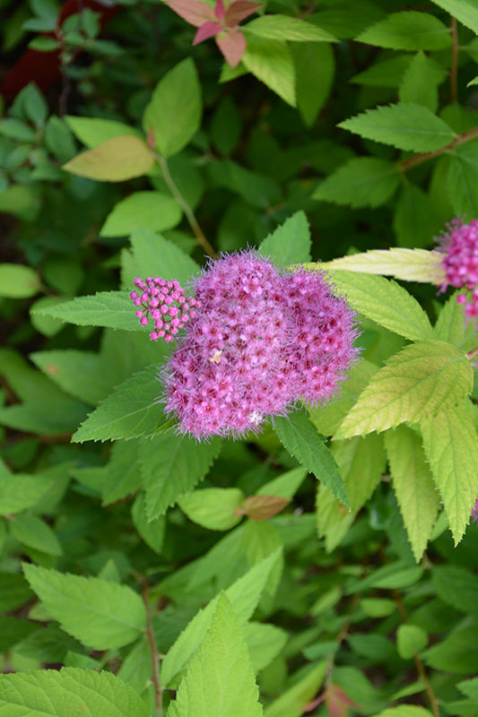 Double Play® Candy Corn® Spirea (SPIRAEA JAP. DBL PLAY CANDY CORN) - 2 gallon