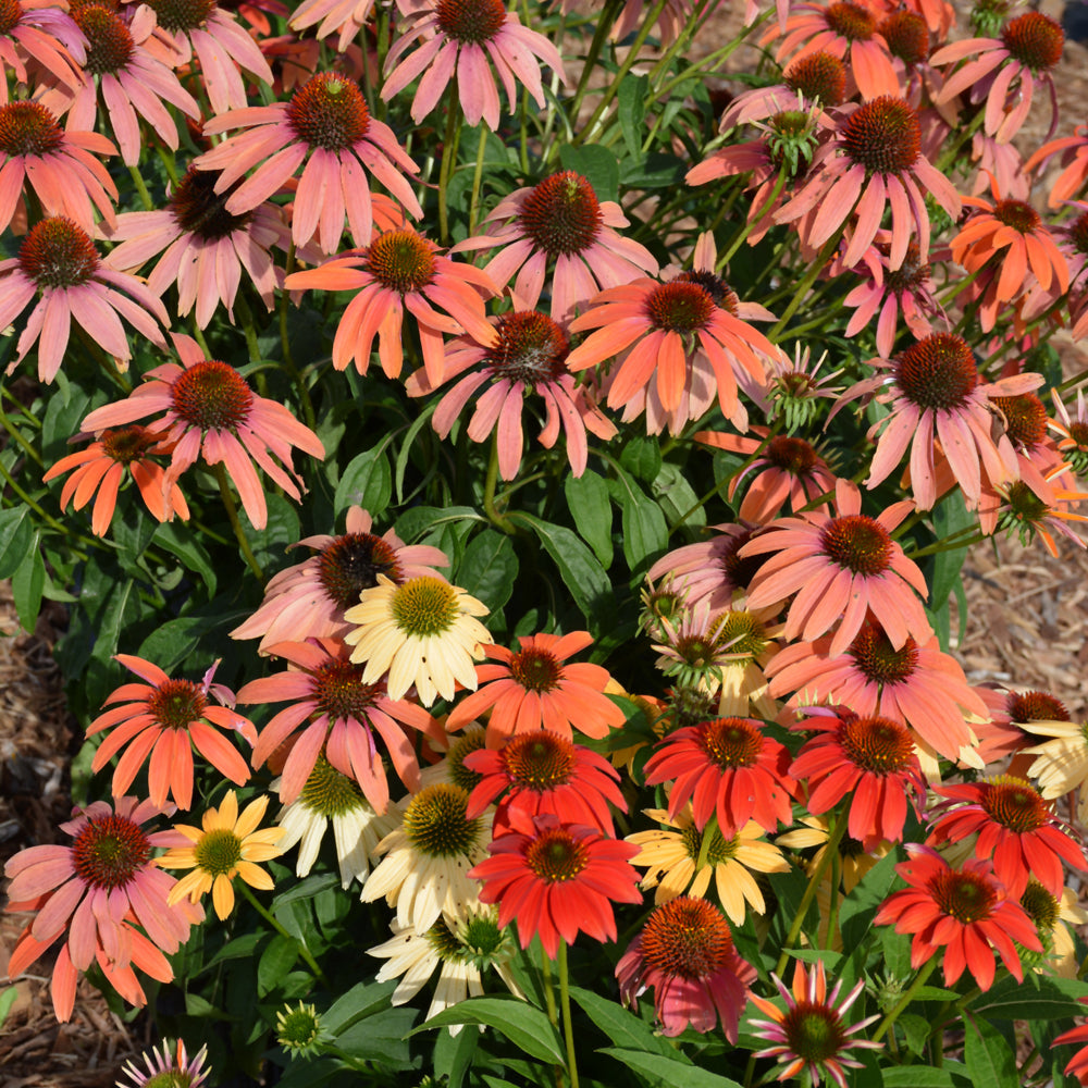 Cheyenne Spirit Coneflower (Echinacea cheyenne &