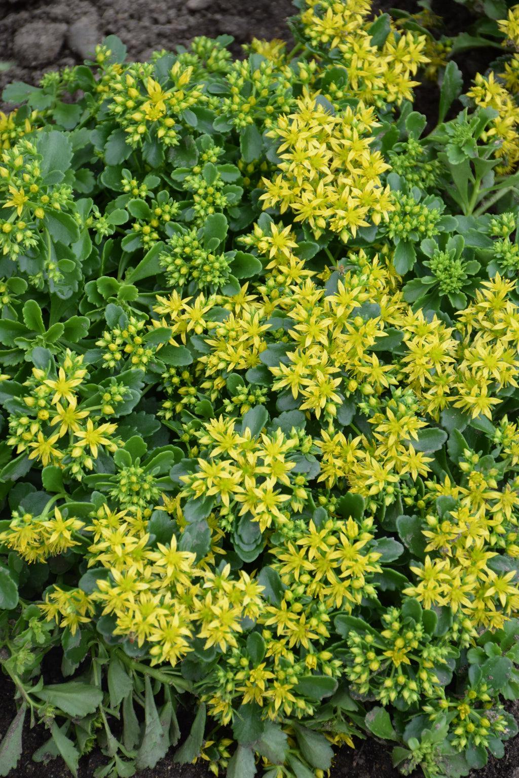 Little Miss Sunshine Stonecrop (Sedum little &