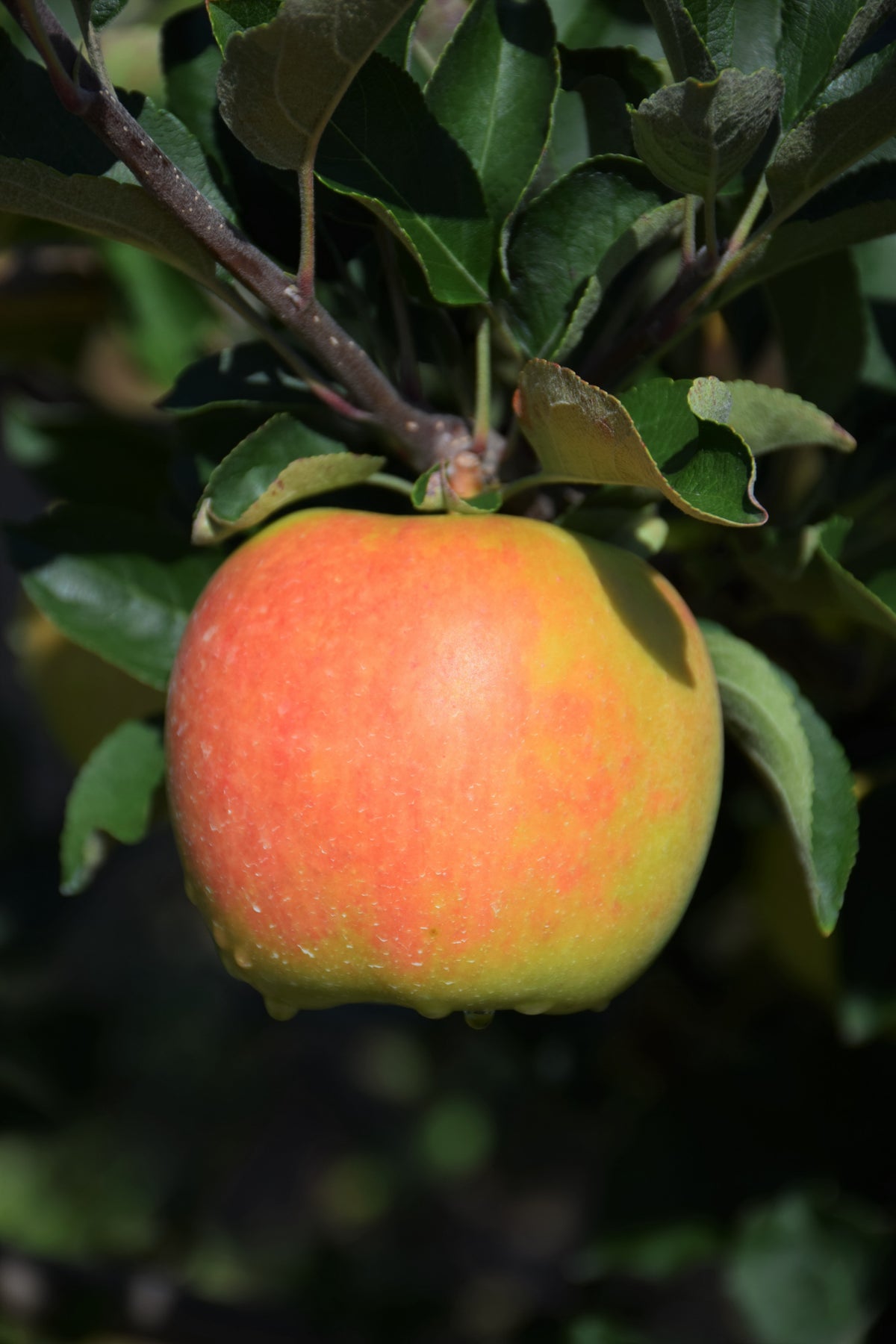 Ambrosia Apple (Malus &