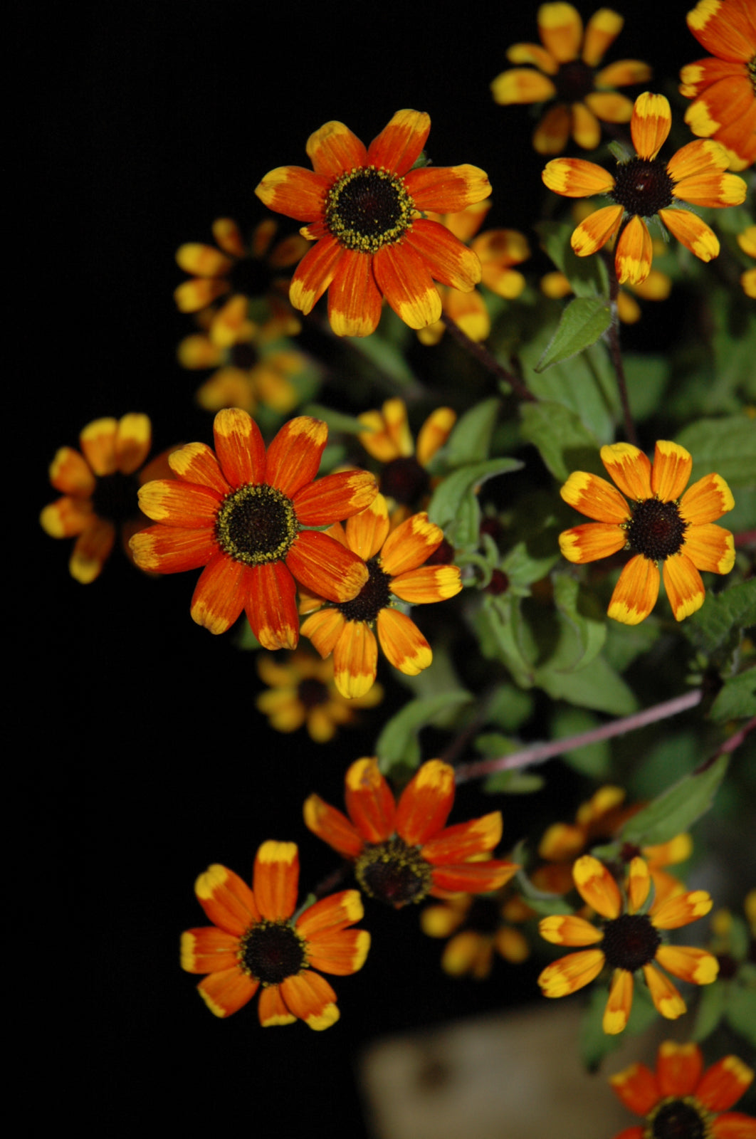 Rudbeckia Prairie Glow (Rudbeckia T. Prairie Glow) - 1 gallon