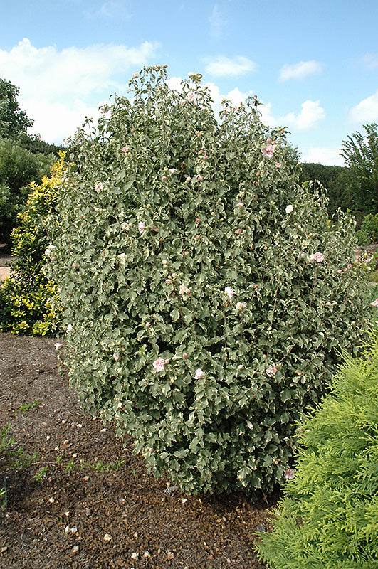 Sugar Tip® Rose of Sharon (Hibiscus syriacus &