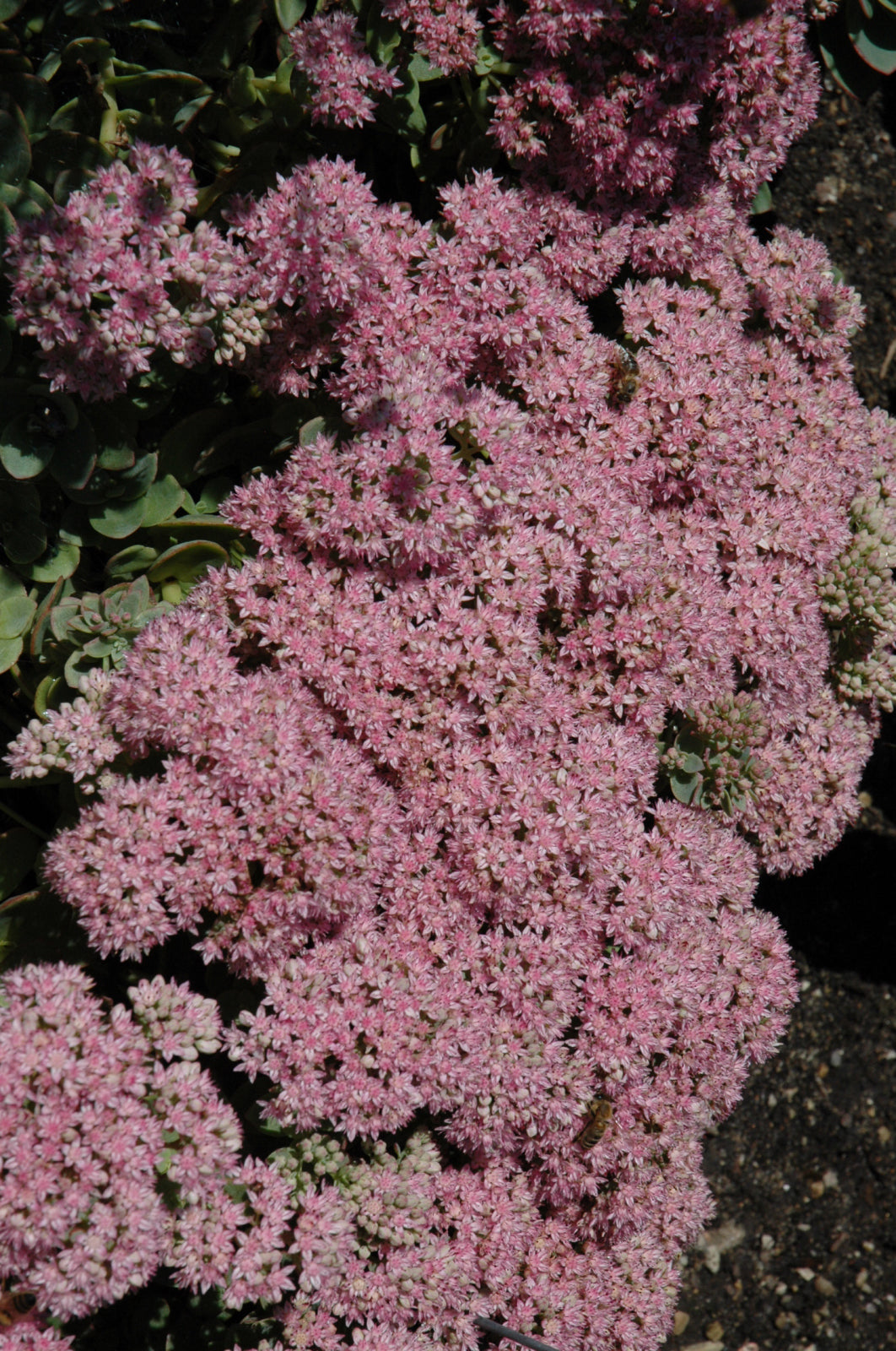 Lime Zinger Stoncrop (Sedum sedum &