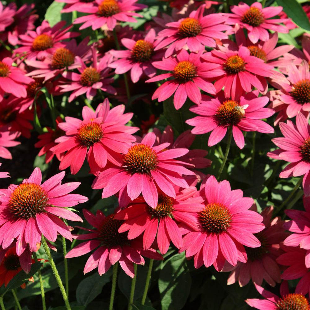 Sombrero® Tres Amigos Coneflower (Echinacea &