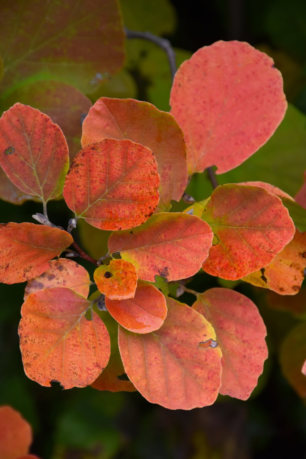Dwarf Fothergilla (Fothergilla gardenii) - 2 gallon