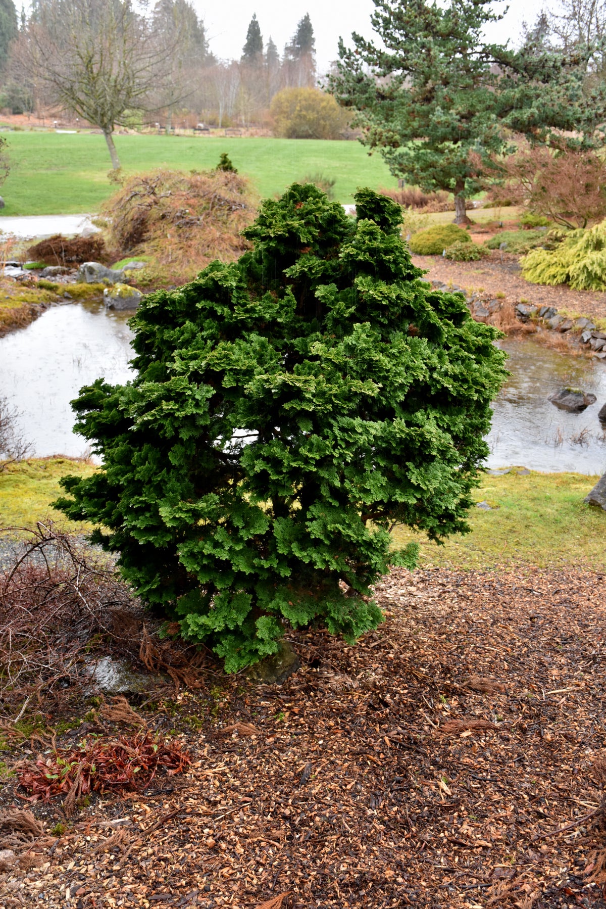 Hinoki False Cypress (Chamaecyparis obtusa &