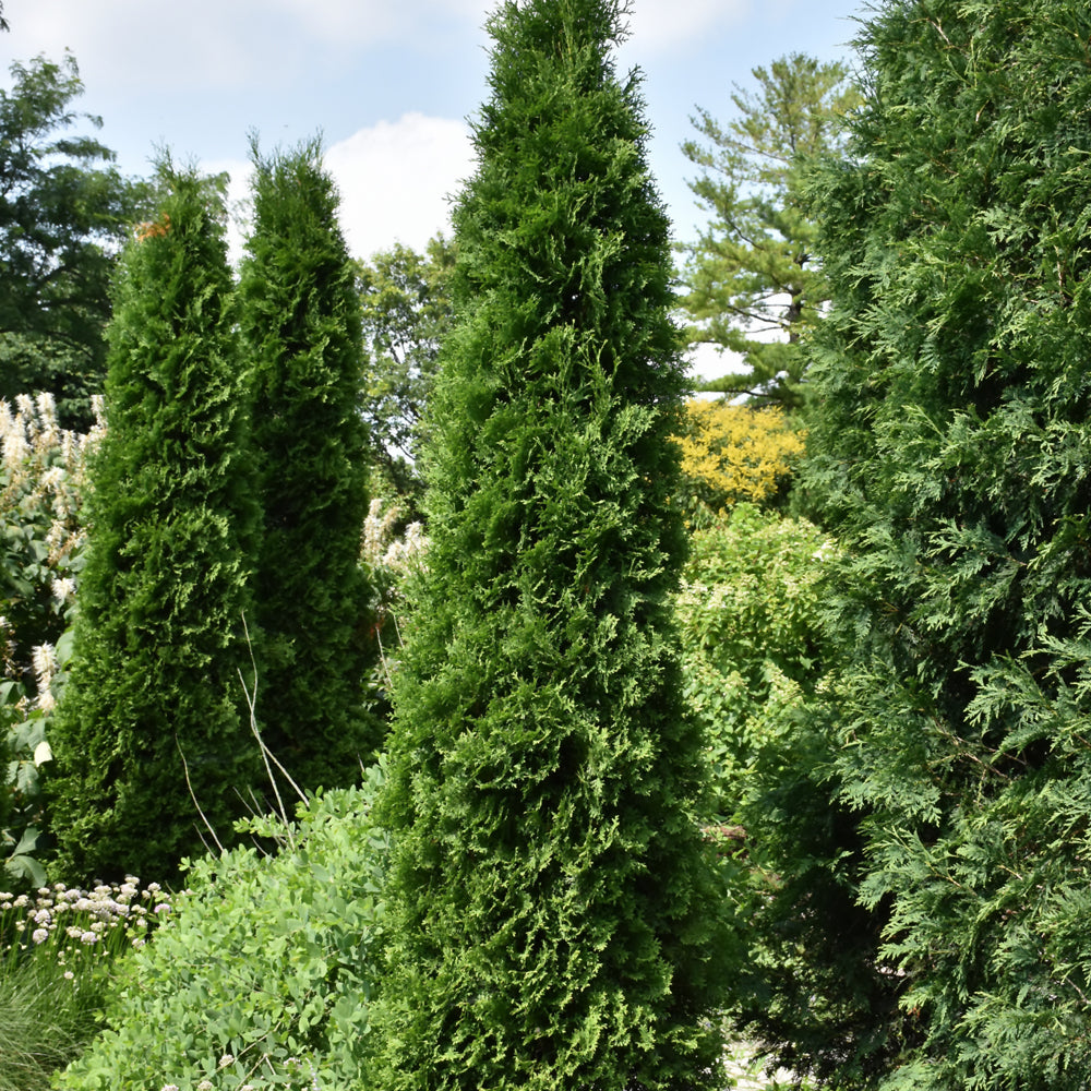 Full Speed A Hedge® American Pillar Arborvitae (Thuja occidentalis &