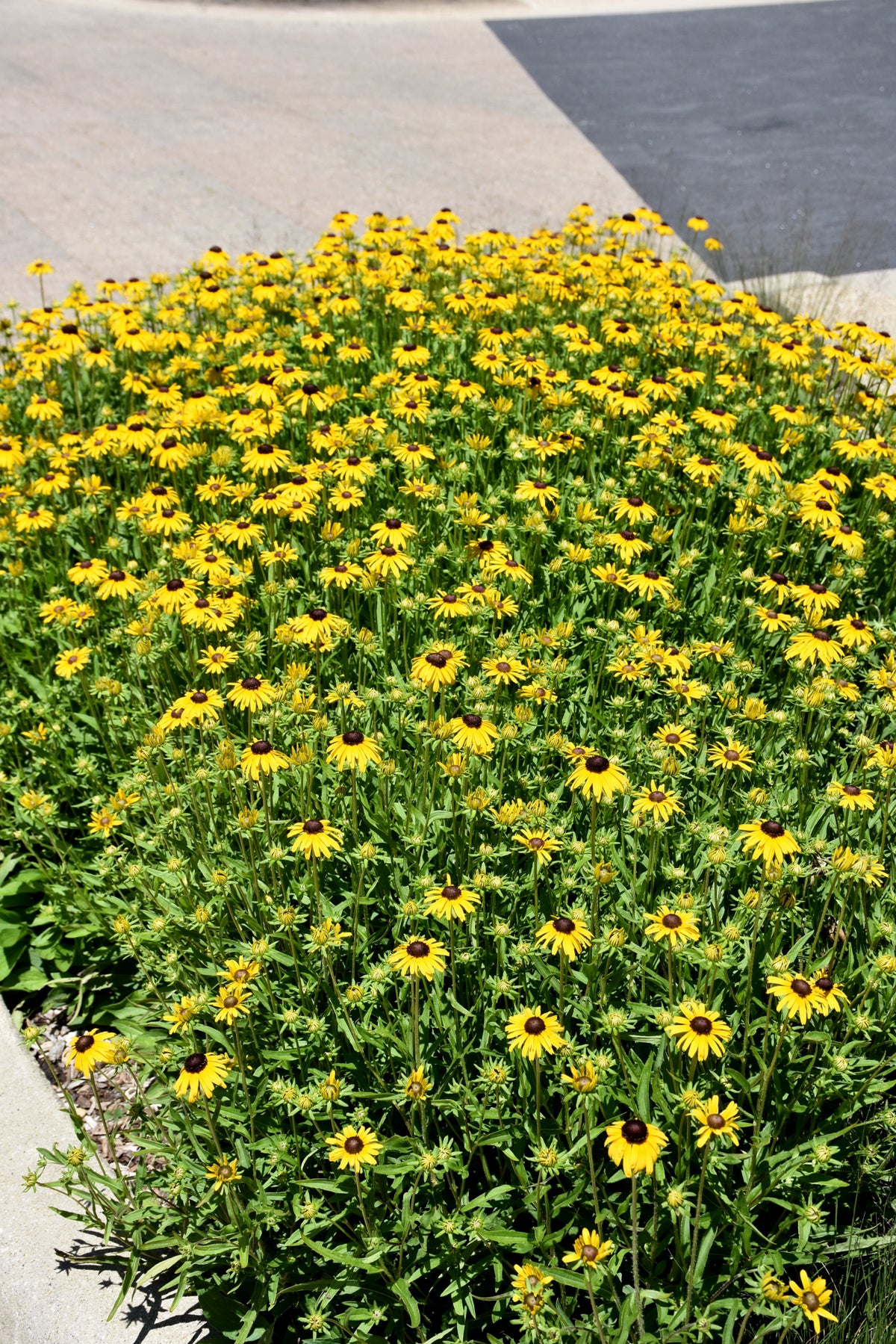 Little Suzy Black-Eyed Susan (Rudbeckia fulgida &