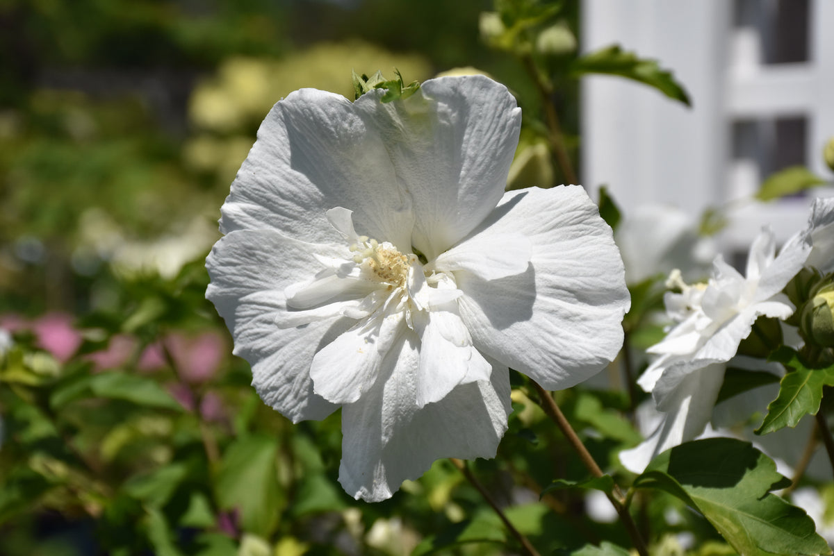 White Chiffon® Rose of Sharon (Hibiscus syriacus &
