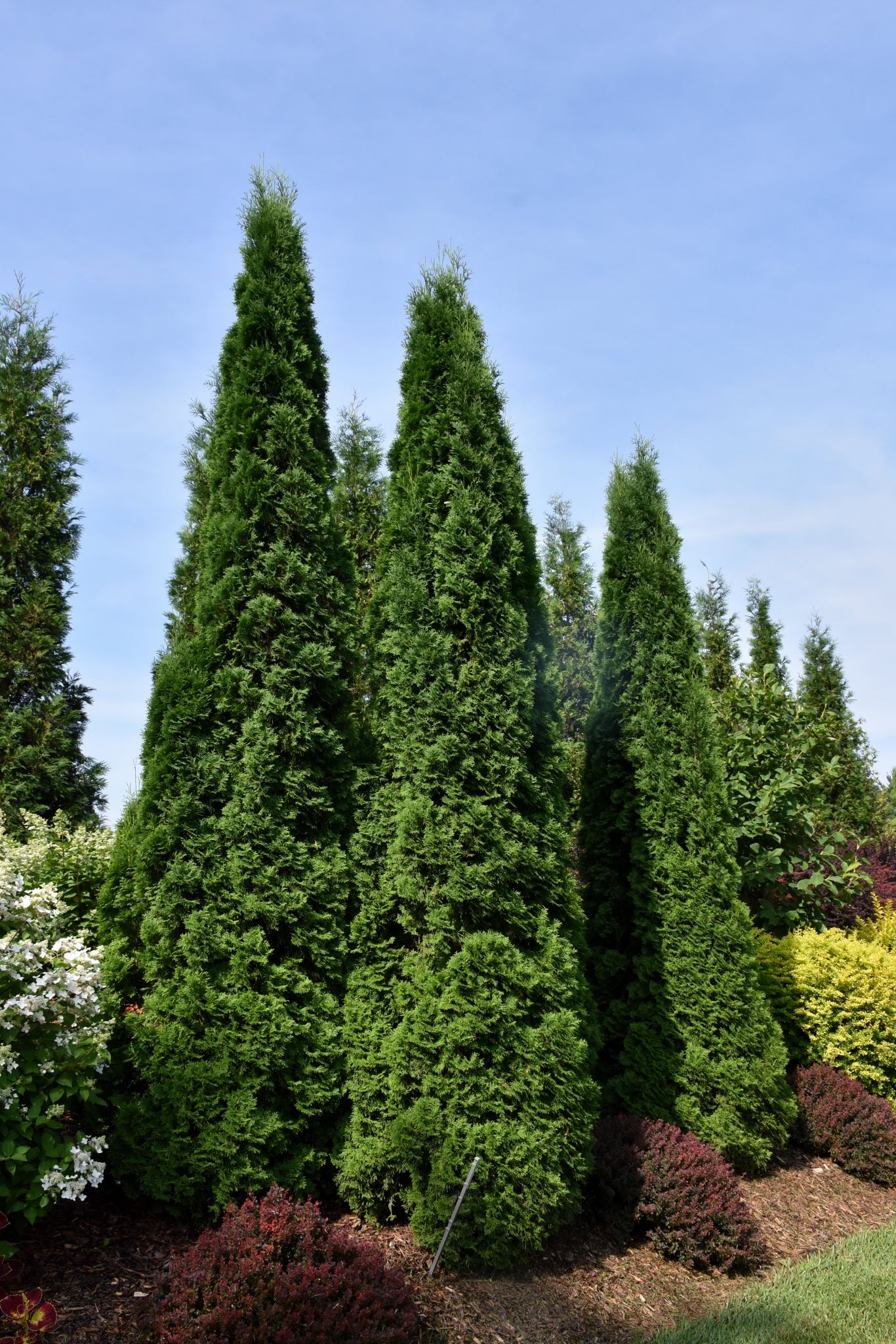 North Pole® Arborvitae (Thuja occidentalis &