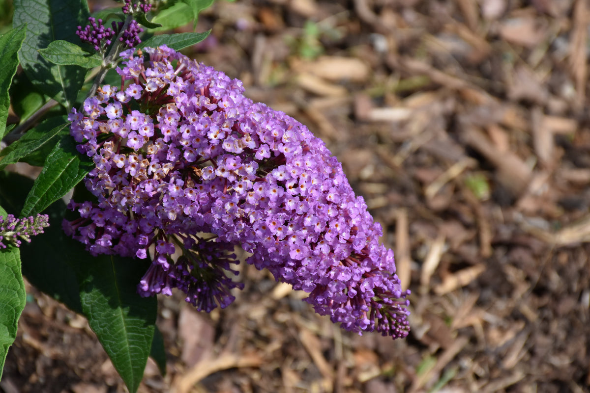 Pugster Periwinkle® Butterfly Bush (Buddleia &