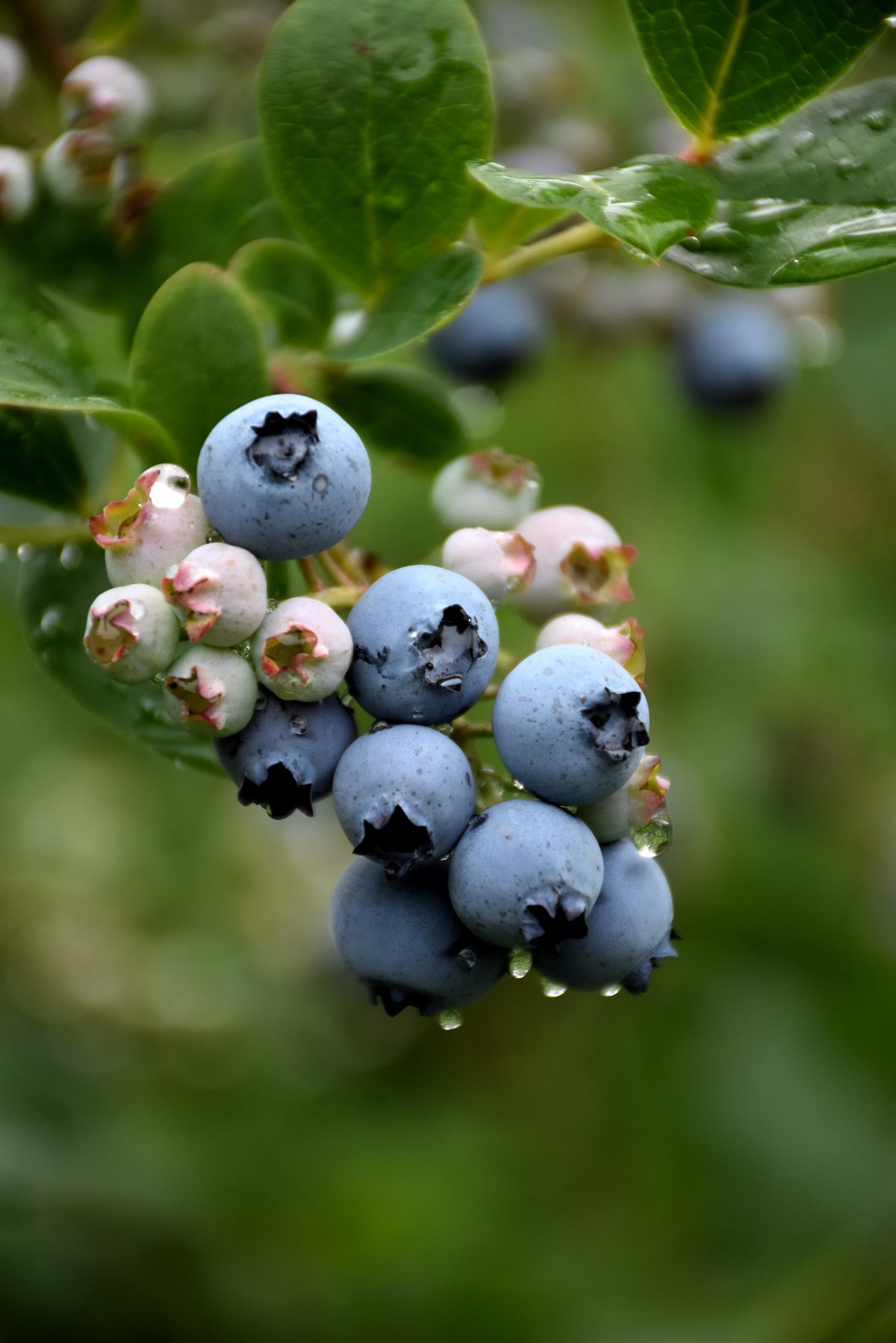 Duke Highbush Blueberry (Vaccinium corymbosum &