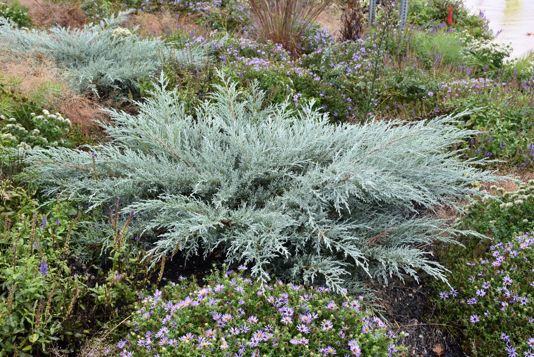 Grey Owl Juniper (Juniperus virginiana &