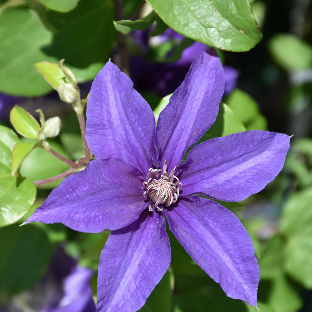 Sacha™ Clematis (Clematis sacha) - 3QT