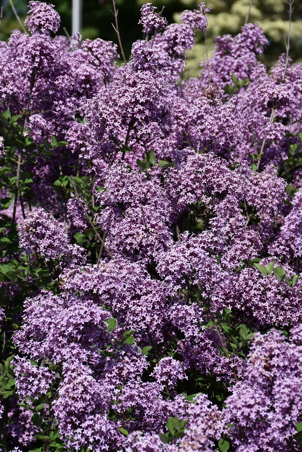 Bloomerang® Dark Purple Lilac (Syringa x &