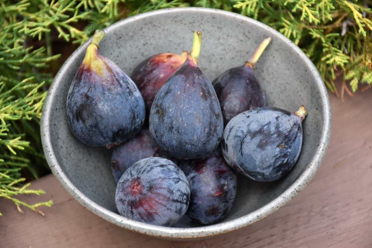 Brown Turkey Fig (Ficus brown &