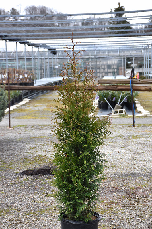 Northern Spire Western Arborvitae (THUJA PLICATA NORTHERN SPIRE) - 2 gallon 15"