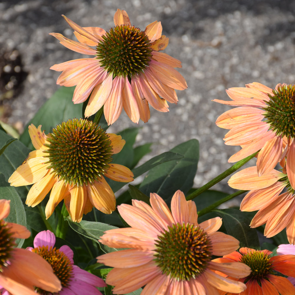 Cheyenne Spirit Coneflower (Echinacea cheyenne &