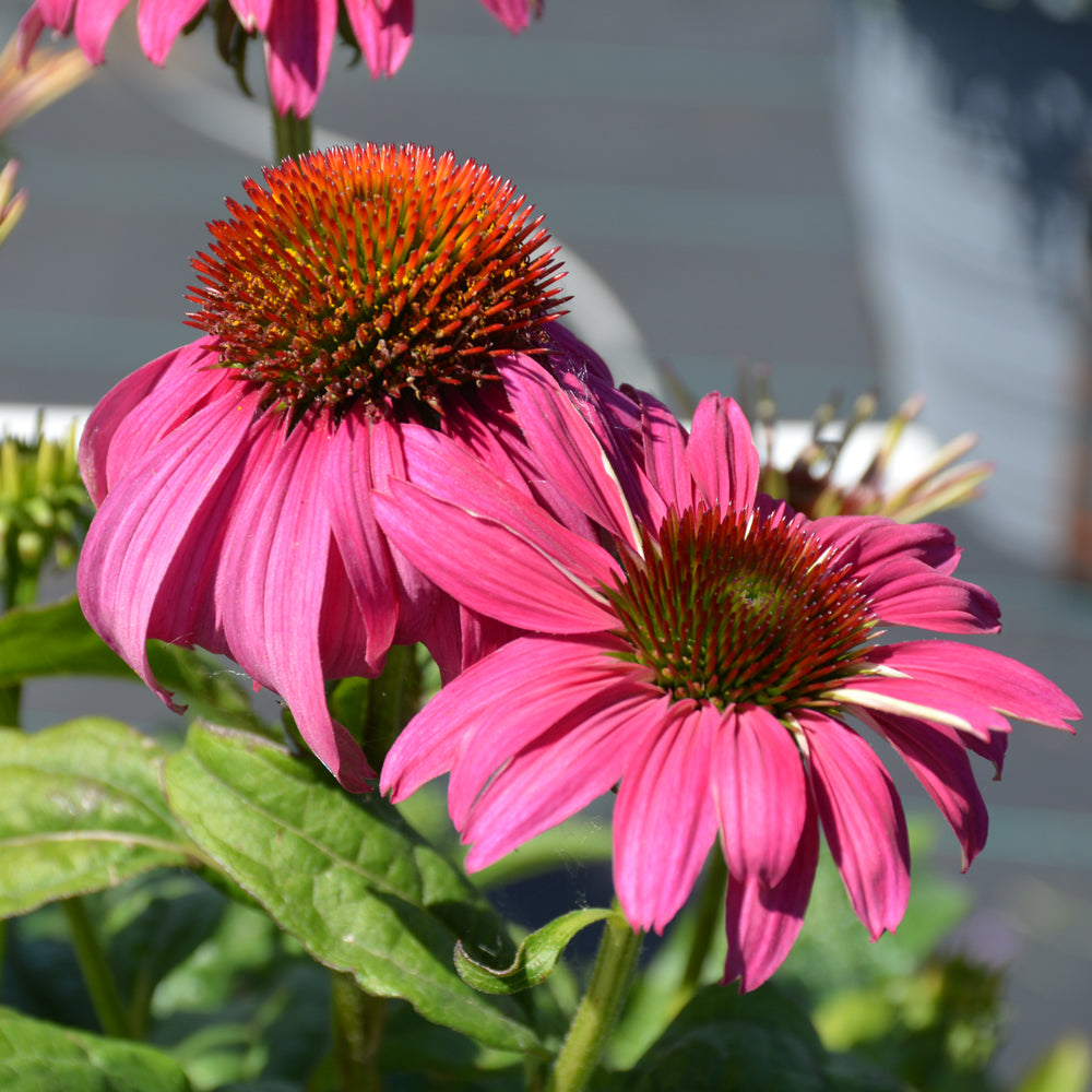 Cheyenne Spirit Coneflower (Echinacea cheyenne &