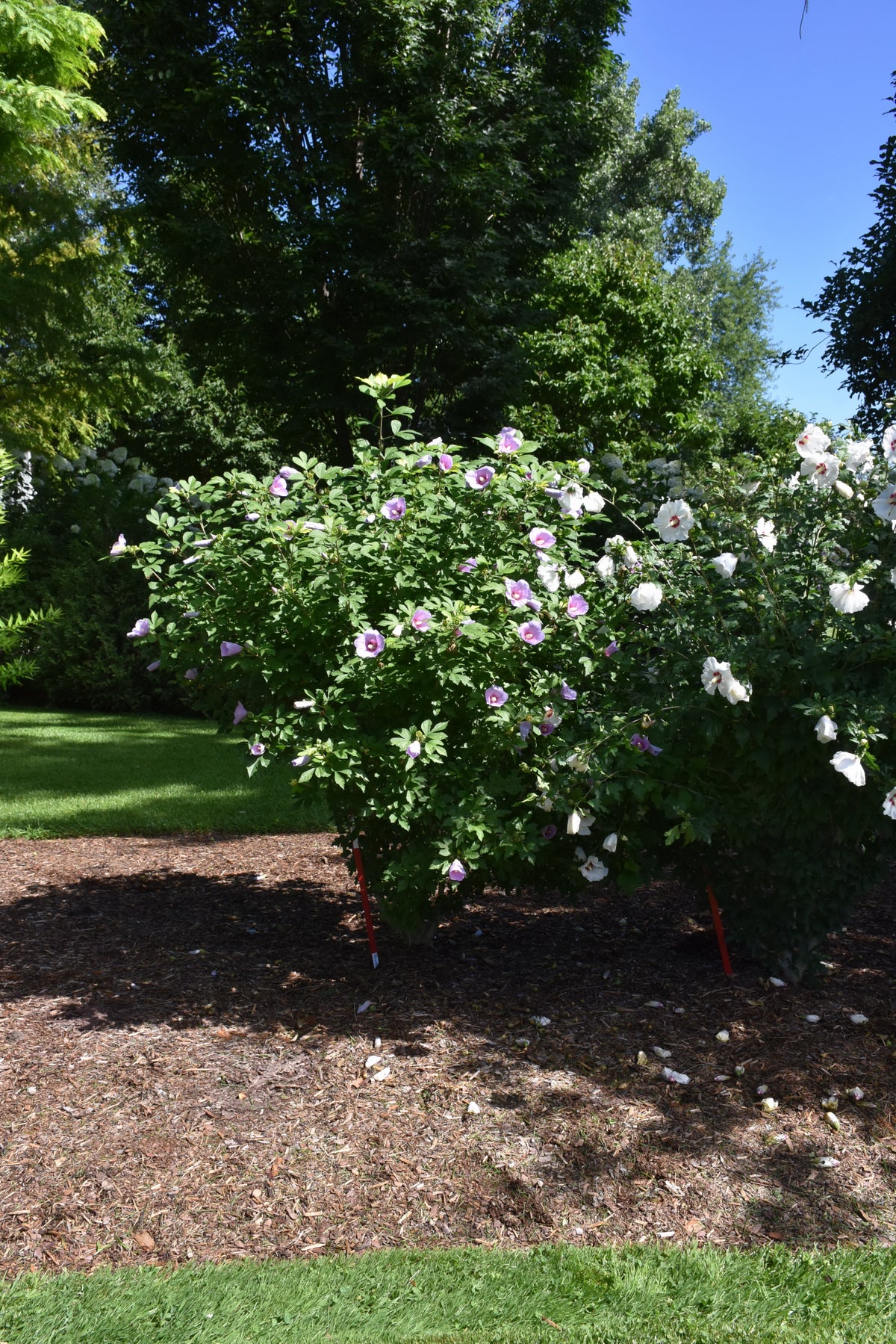 Paraplu Adorned® Rose of Sharon (Hibiscus syriacus &