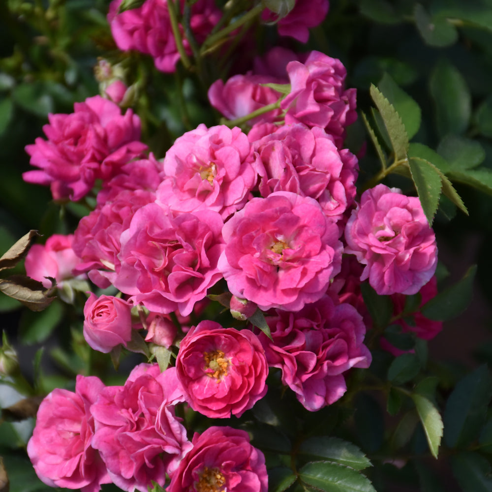 ROSE OSO EASY PEASY® G1 PW
