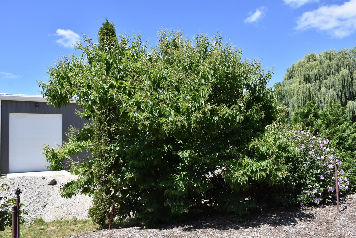 Temple of Bloom® Seven-Son Flower (Heptacodium temple &