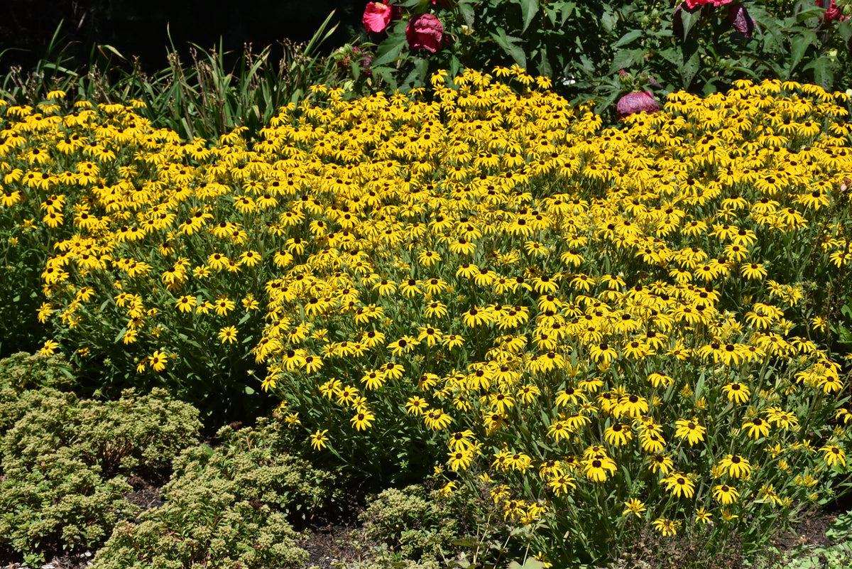 American Gold Rush Black-Eyed Susan (Rudbeckia x &