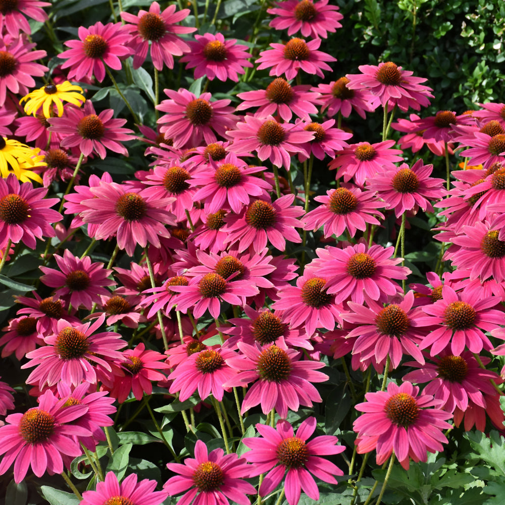 Sombrero® Tres Amigos Coneflower (Echinacea &