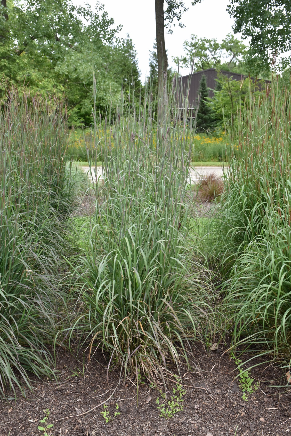 Big Bluestem Grass (Andropogon gerardii &