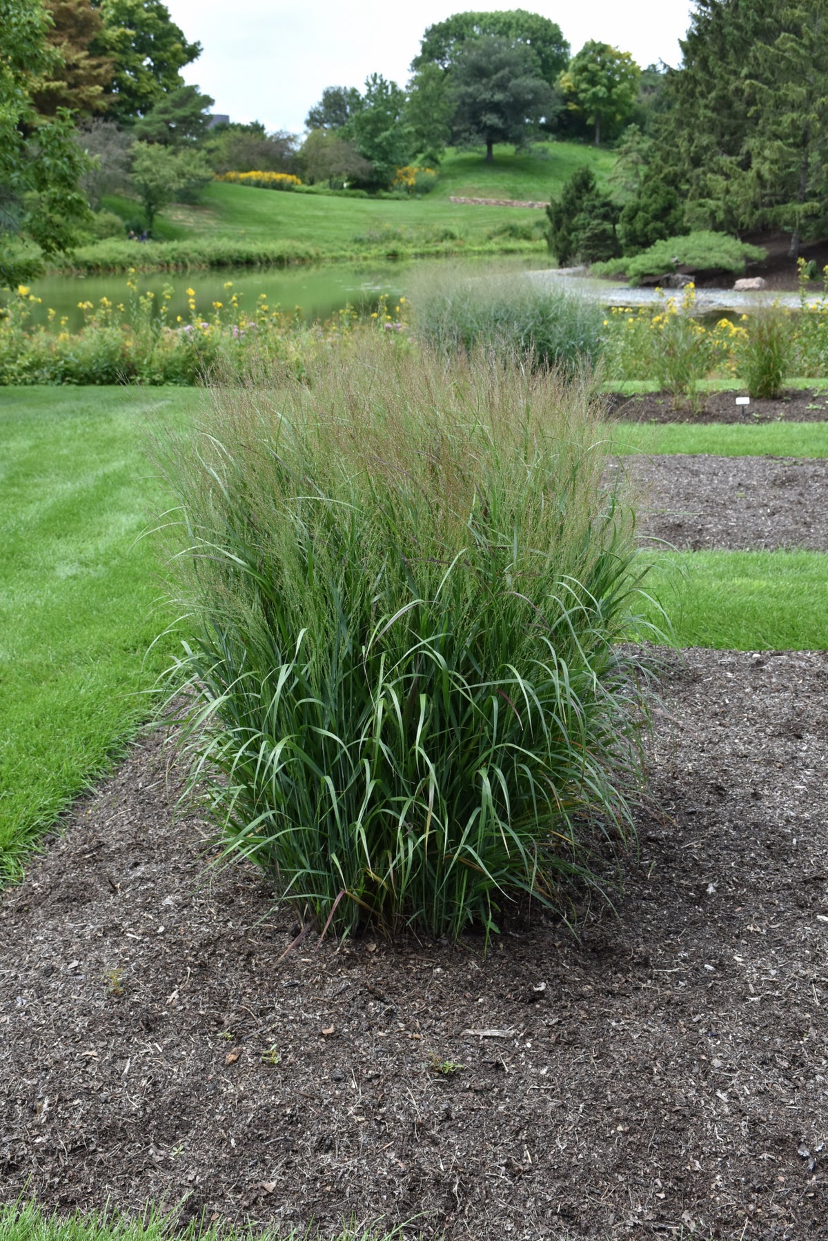 Dream Catcher® Smoky Rose® Switchgrass (Panicum virgatum ‘Dream Catcher Smoky Rose’) - 3 gallon