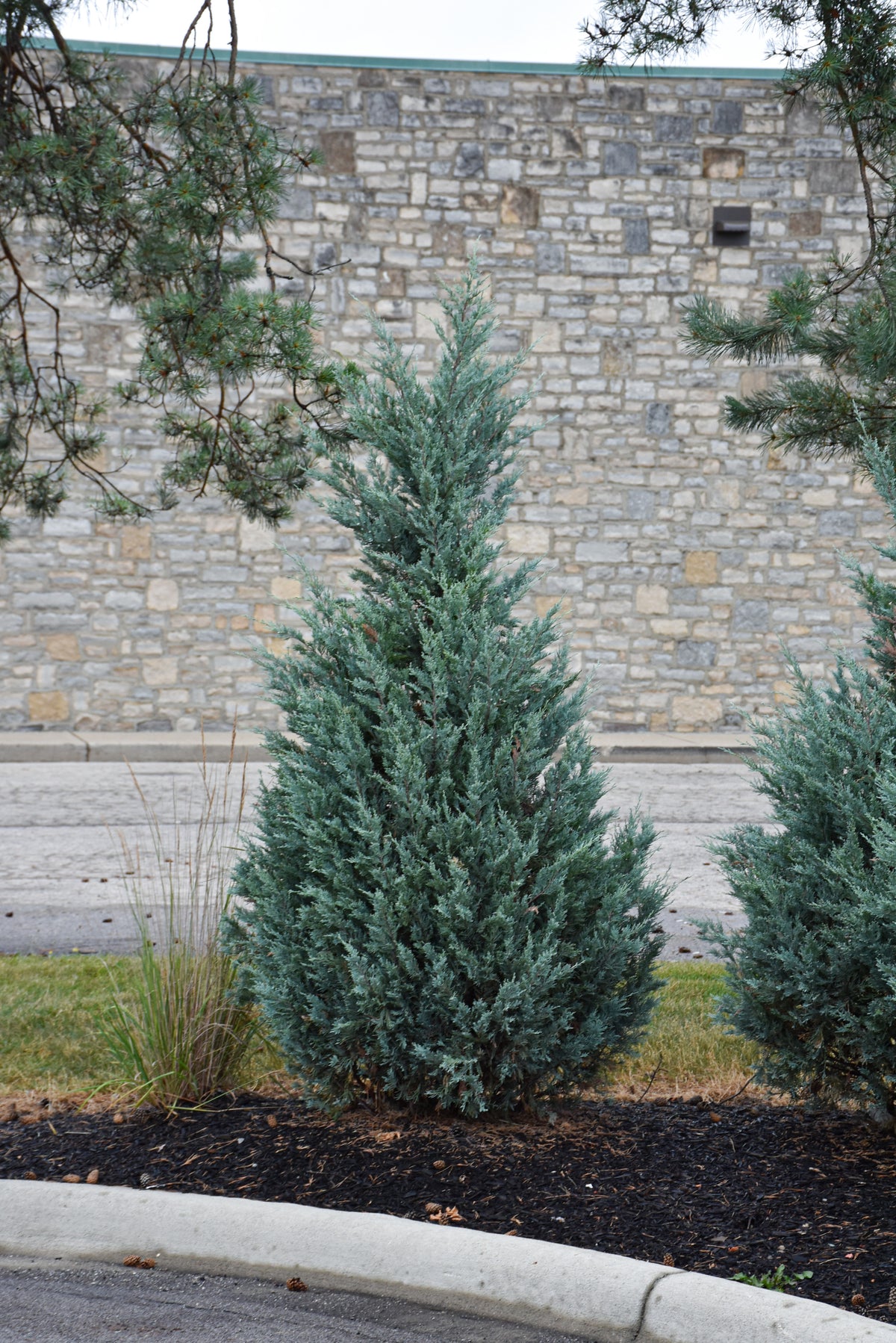 Blue spruce trees in front of a stone wall