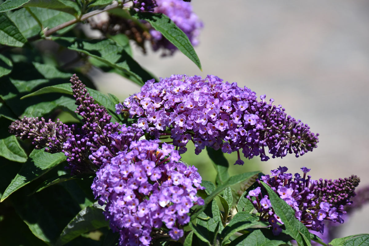 Pugster Periwinkle® Butterfly Bush (Buddleia &
