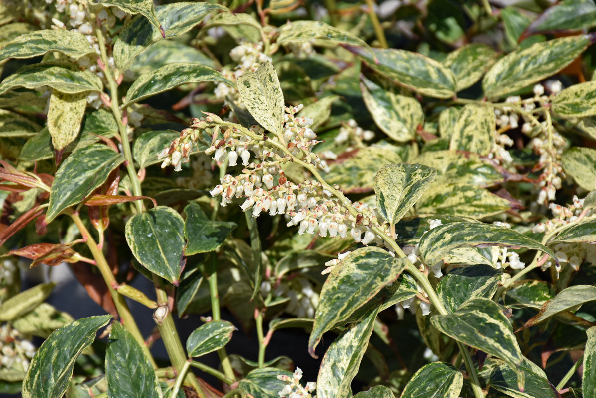 PAISLEY PUP® Leucothoe (Leucothoe fontanesiana &