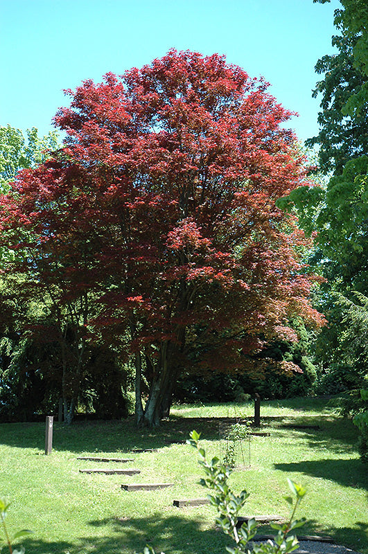 Red Leaf Japanese Maple (Acer palmatum &