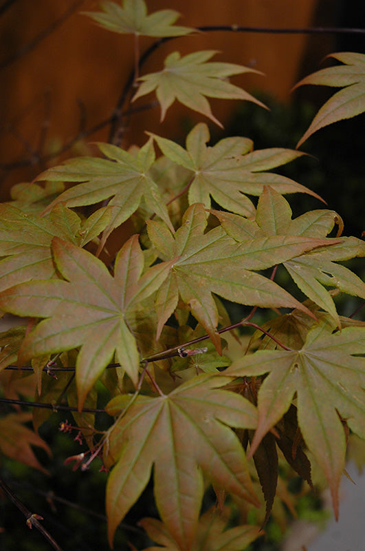 Red Leaf Japanese Maple (Acer palmatum &