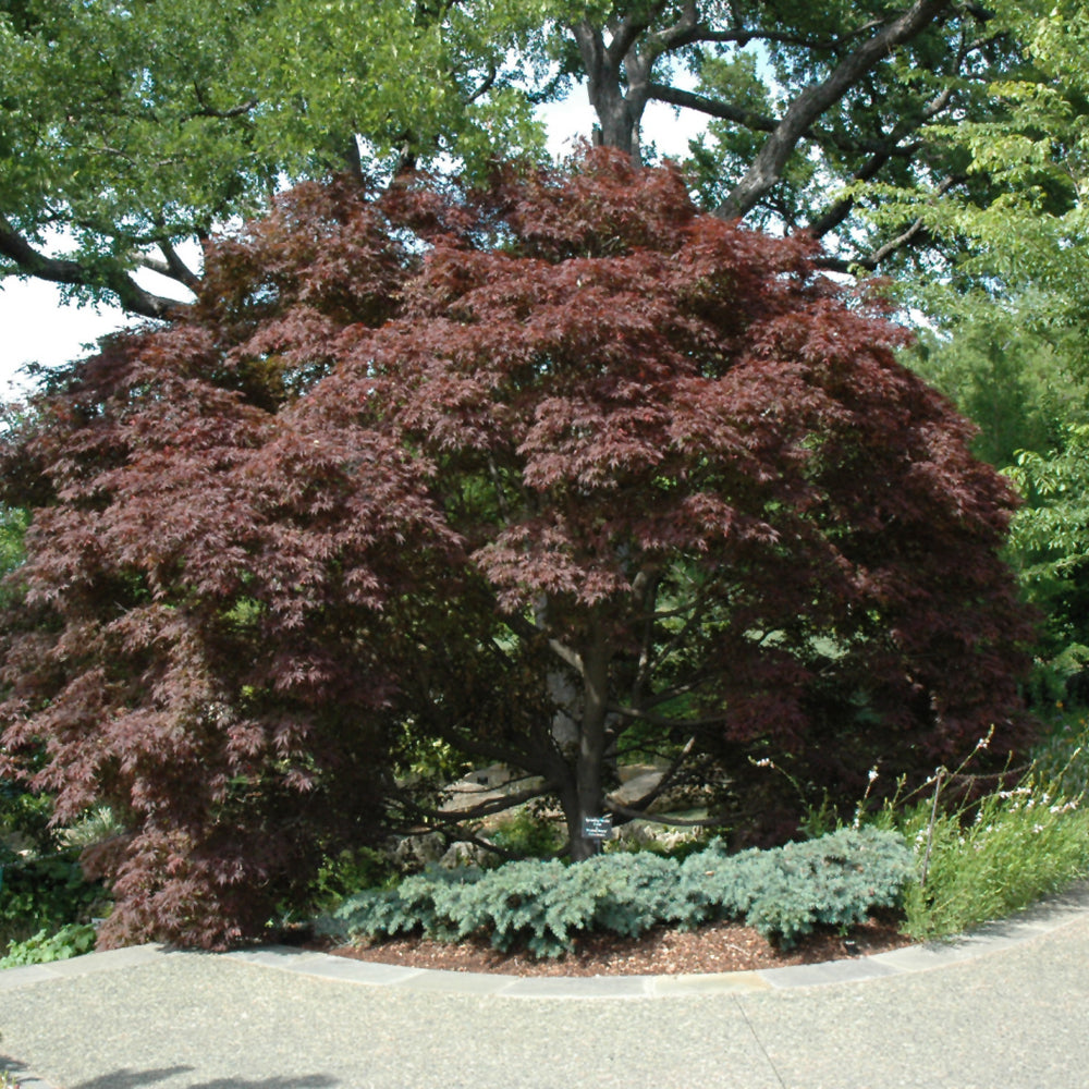 Burgundy Lace Japanese Maple (Acer palmatum &