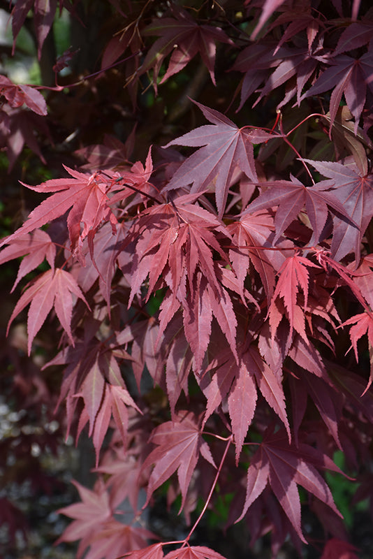 Samurai Sword™ Japanese Maple (Acer palmatum &