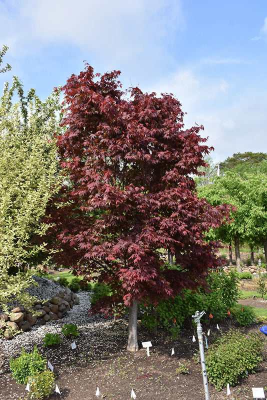 Samurai Sword™ Japanese Maple (Acer palmatum &