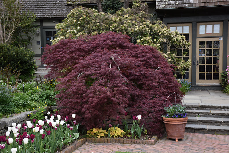 Tamukeyama Japanese Maple (Acer palmatum var. dissectum &