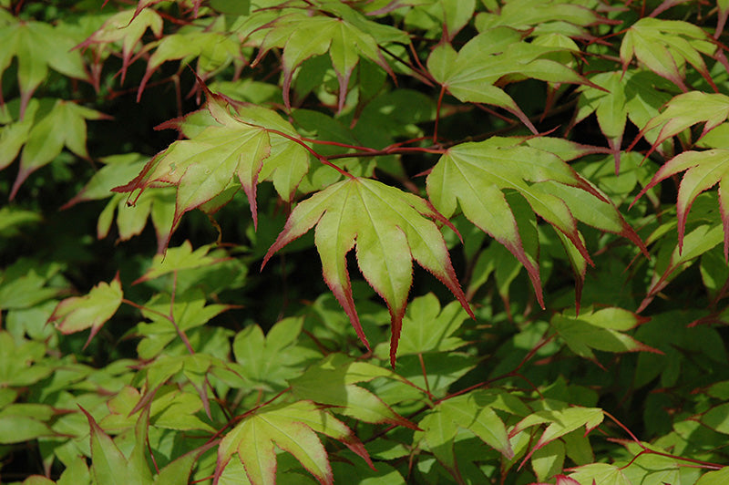 Japanese Maple &