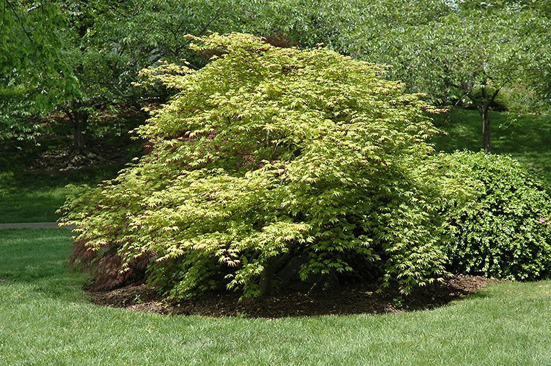 Tsuma Gaki Japanese Maple (Acer palmatum &